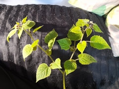 Physalis peruviana