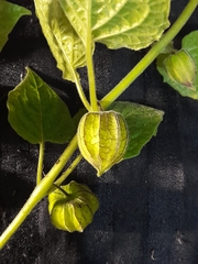 Physalis peruviana