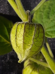 Physalis peruviana