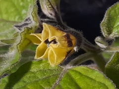 Physalis peruviana