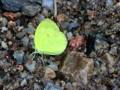 Eurema ada iona