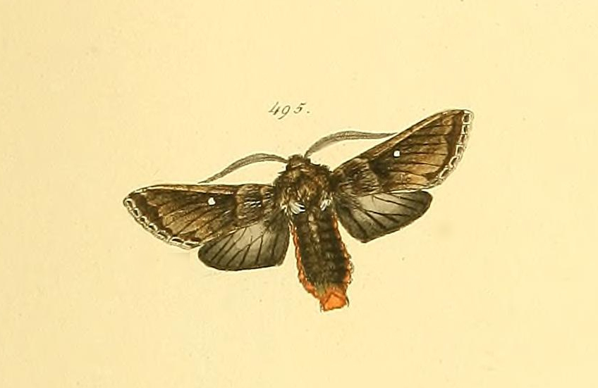 Antiora