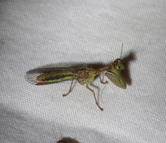 Campion tenuistrigus