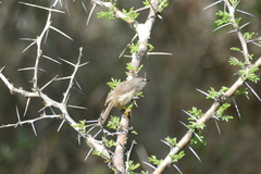 Prinia somalica