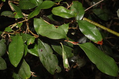 Chrysophyllum oliviforme