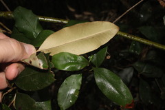 Chrysophyllum oliviforme