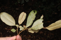 Chrysophyllum oliviforme