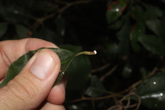 Chrysophyllum oliviforme