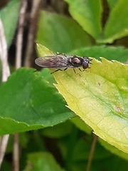 Syrphidae