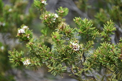 Sannantha leratii