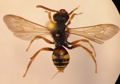 Nomada fucata