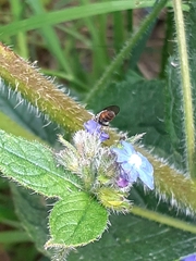 Syrphidae