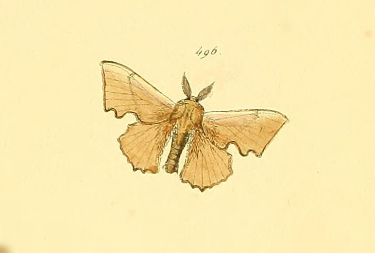 Trogoptera erosa