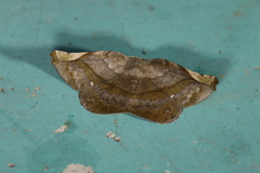 Hygrochroma olivinaria image