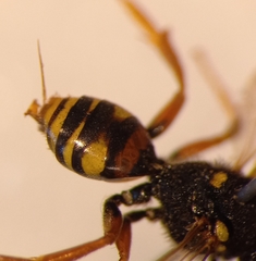 Nomada fucata
