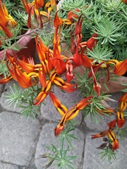 Lotus berthelotii