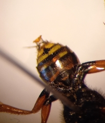 Nomada fucata