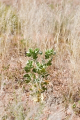 Kissenia capensis image