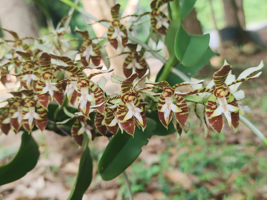 Trichoglottis fasciata