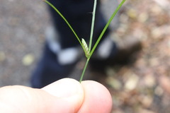 Cyperus gracilis