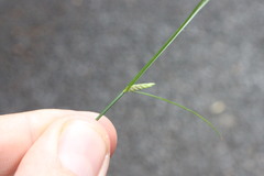 Cyperus gracilis