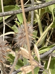 Trifolium palaestinum