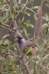 Colius striatus cinerascens