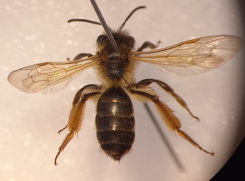 Oak Mining Bee