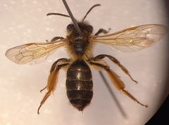Andrena ferox