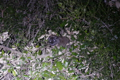Dendrohyrax arboreus