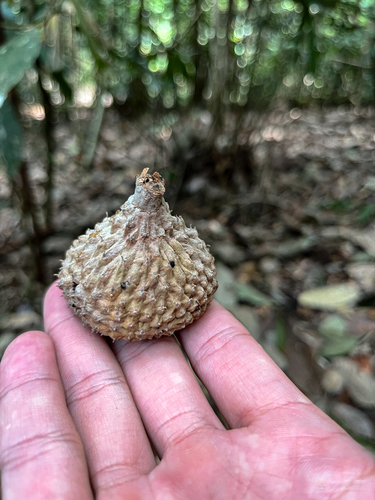 Lithocarpus pulcher observed 2022-04-17