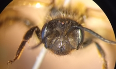 Andrena ferox
