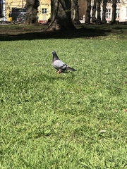 Columba livia domestica