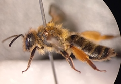 Andrena ferox