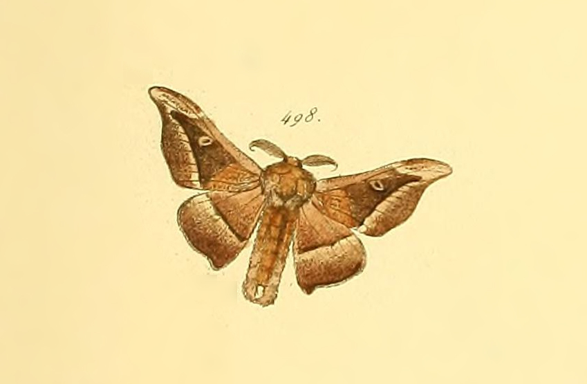 Cicinnus plana