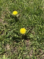 Taraxacum officinale