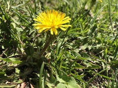 Taraxacum officinale