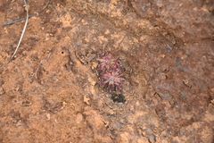 Drosera neocaledonica