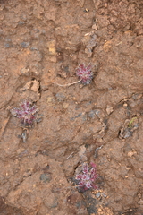 Drosera neocaledonica