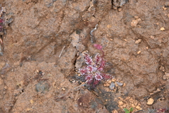 Drosera neocaledonica