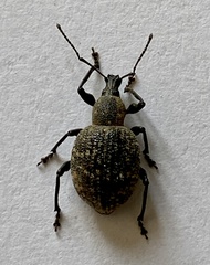 Otiorhynchus armadillo