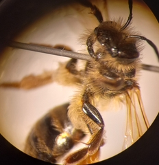 Andrena ferox