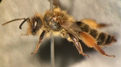 Andrena ferox