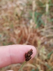 Carex stenophylla