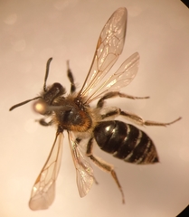Andrena dorsata