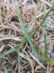 Carex stenophylla