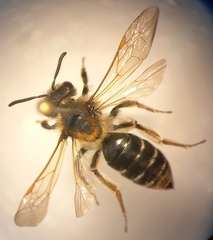 Andrena dorsata