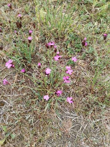 Image of Dianthus giganteiformis by (c) Ljaž, some rights reserved (CC BY)