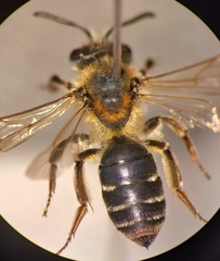 Andrena dorsata