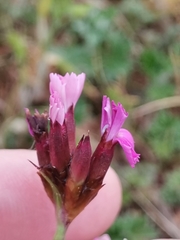 Dianthus pontederae